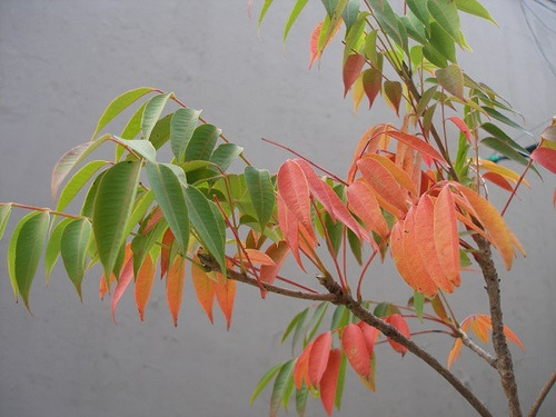 Semillas De Rhus - Cosecha Marzo/19 - 20 X 100