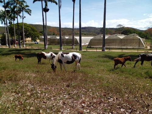 Imagen 1 de 29 de Finca Ganadera Y Agricola En Venta En Bejuma, Edo Carabobo 04121994409