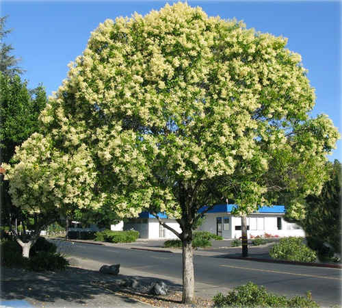 Alfeneiro Ligustrum - Sementes Para Mudas Cerca Viva Bonsai | Parcelamento  sem juros