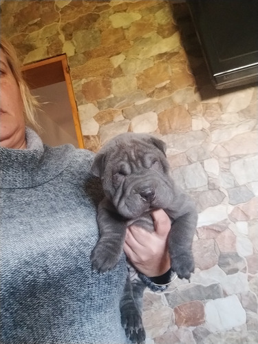 Shar Pei Macho Azul 