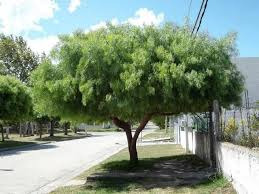 Árbol De Aguaribay O Falso Pimiento