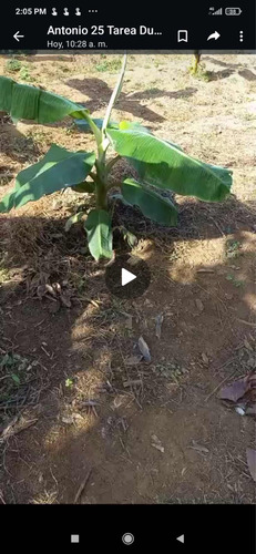Vendo Esta Finca De 59 Tareas En Don Juan De Monte Plata