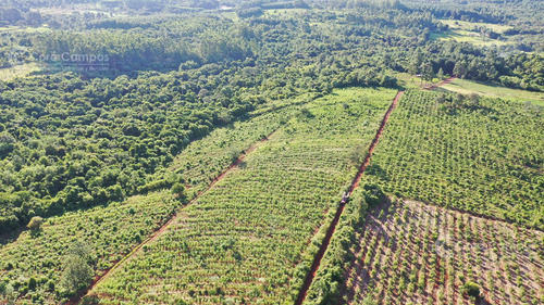 Se Vende Chacra En San Ignacio Misiones. Yerba, Forestación Y Arroyo