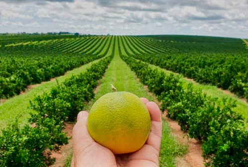 Adubo Fertilizante P/ Laranja - 10 Litros- Imperial Supremo
