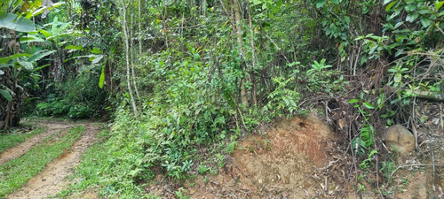Terreno Paineiras, Lumiar , Nova Friburgo