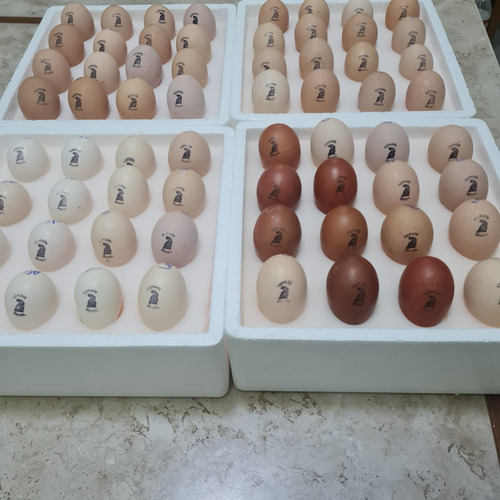 Ovos Férteis Galinha Orpington Negro - 12 Unidades
