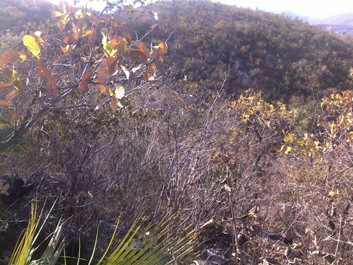 Terreno Rústico En Venta 398 Hectáreas En Chilpancingo Guerrero