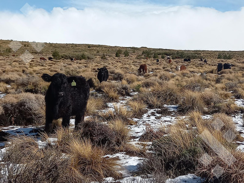 Venta De Estancia En Ruta Provincial 21, Kilómetro 31, Departamento Picunches, Paraje Huarenchenque