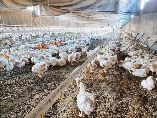 Imagem 13 de 30 de Sítio Com 3 Dormitórios À Venda, 54691 M² Por R$ 2.300.000,00 - Pau Queimado - Piracicaba/sp - Si0033