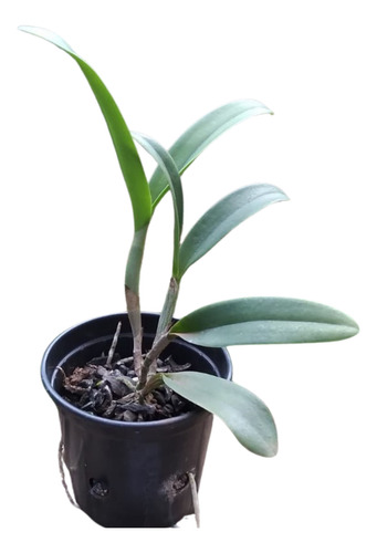 (c.guatemalensis X Lc. Trick Ou Treat) X C. Loddigesii - 1un