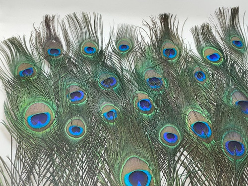 40 plumas de pavo real para manualidades, carnaval, fantasía, color verde
