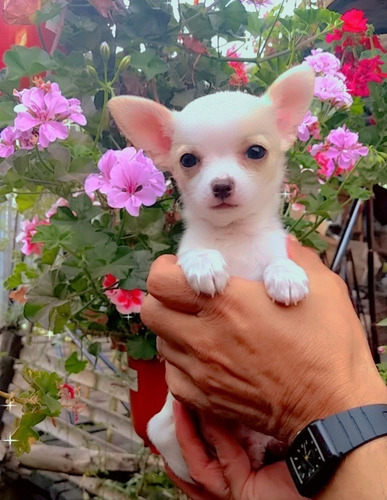 Perritos Chihuahua Puros Mini Toy 450 Cabeza De Manzana