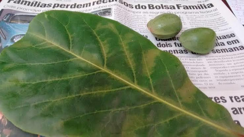 20 Sementes Amendoeira Praia Sete Copa Guarda Sol Cuca