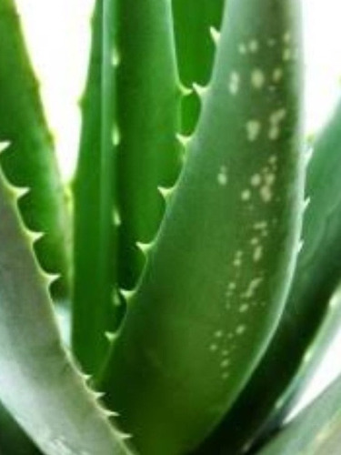 1 Muda De Babosa Aloe Vera Adulta  55cm + Frete Grátis 