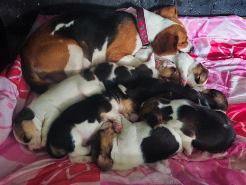 Cachorros Beagles. Machos Y Hembras