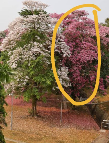 1 Arbolito De Patancan Rosado (no Guayacan) Ornamental Vivo