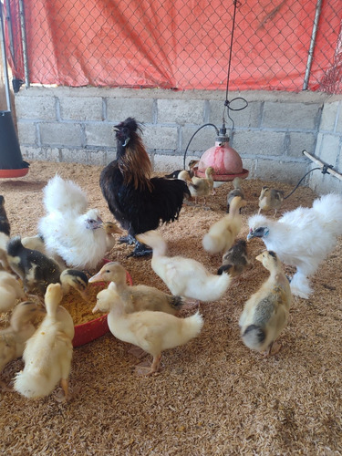 Sedosos Del Japón Gallinas