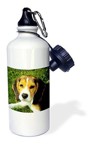 3drose Wb 215176 1  Perro Beagle Cachorro Animal Pet Deporte