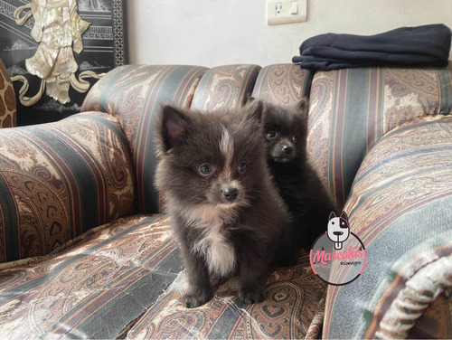 Imagen 5 de 5 de Espectaculares Cachorros Pomerania Genblue Mascotas Rionegro
