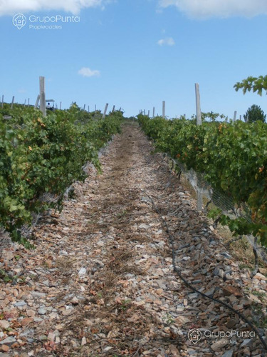 Campo De 10 Hectareas Con Viñedo De 2 Hectareas. Financiacion!