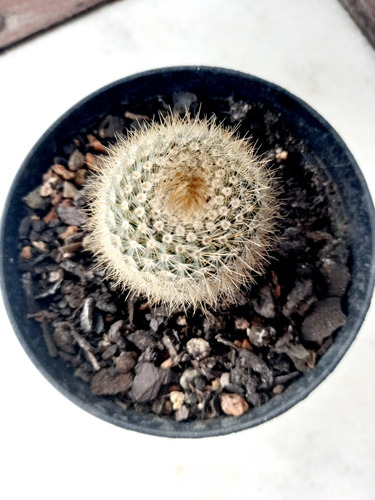 Imagem 4 de 7 de Mudas Cactos Cactus Com Vaso P.11 Parodia Leninghausii