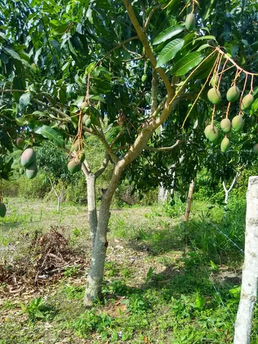 Venta Finca La Mesa-via San Javier (af-4857).