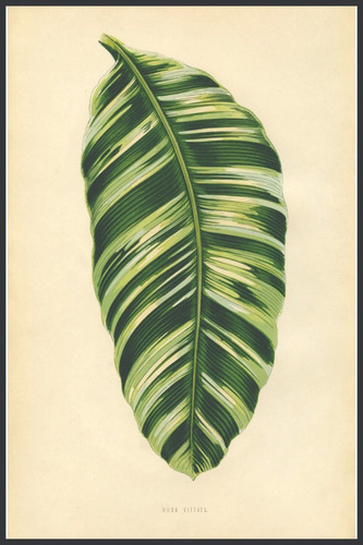 Imagem 5 de 10 de 5 Pôsters Cartaz Folhagem Natureza Flor P/emoldurar 20x30cm