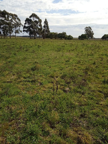 9 Has A 5 Km De Tala - Chacra, Campo