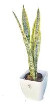 Comprar Planta Sanseviera + Maceta Premiun 22 + 4 Varas 70 Cm 