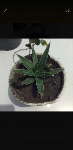 Agaves Victoria Reginae 6 Meses A 8 Meses