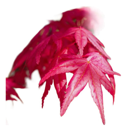 Acer Deshojo, Acer Colección 5lts