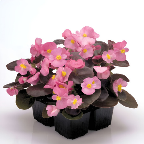 Kit 15 Mudas Begonia Cerosa - Folha Bronze - Cores Sortidas