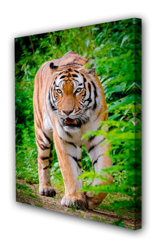 Cuadro 50x75cm Tigre Animal Felino Salvaje M4