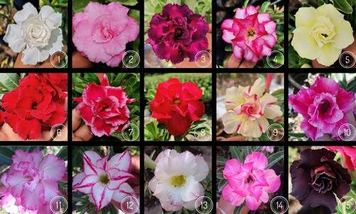 Imagen 1 de 4 de Flor De Desierto Multipetalo, Colores Hermosos