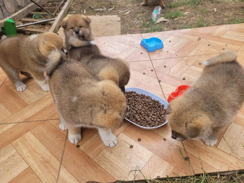 Perro Akita Inu