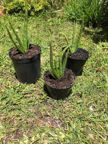 Imagen 2 de 2 de Plantas De Aloe Vera