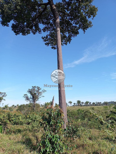 Imagem 3 de 7 de Venda Sítio Machadinho D'oeste Em Rondônia - Siv235