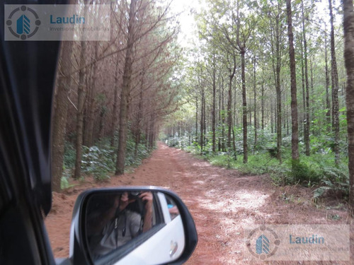 Imagen 4 de 9 de Se Vende Campo Forestado En San Pedro Misiones.