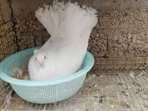 Palomas Colipavas Blancas