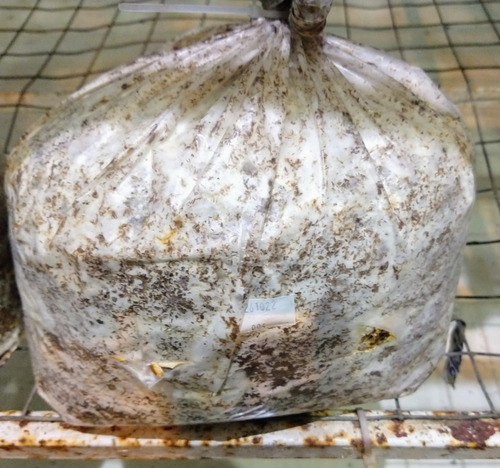 Bloque Autocultivo Hericium Erinaceus (melena De Leon)