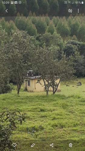 Sítio 3 Hectares Com Nascente, 2 Casas E 3 Chalés