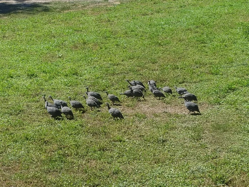 Imagen 2 de 5 de Gallinetas Criadas En Campo!