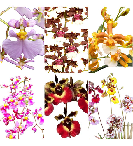 12 Mudas De Orquidea Oncidium Promoção