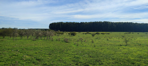 Venta Campo - Colonia Nueva - San Jose- E.r.