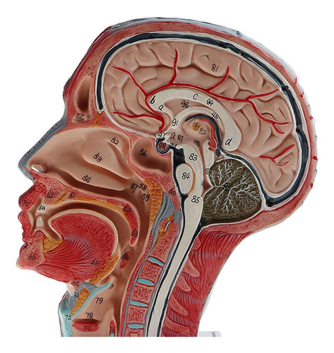 Imagen 2 de 6 de 2 Piezas Modelo Anatómico De Distribución Vascular Nervio