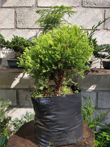 Junipero Oro Viejo Para Bonsai Juniperus. Var. Old Gold