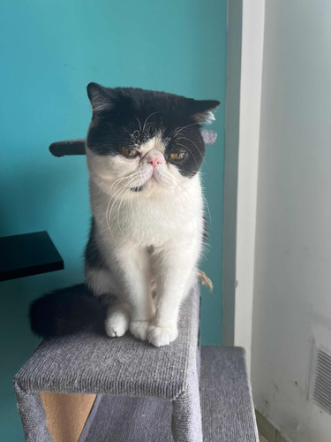 Servicio De Gato Persa Exótico C/pedigree