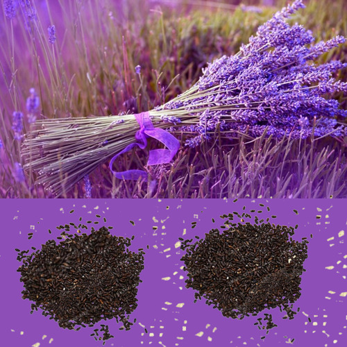 Semillas De Lavanda Angustifolia (lavándula Angustifolia)