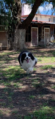 Border Collie Para Cruza