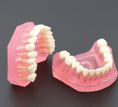 Imagen 5 de 10 de Modelo Acrílico Único Dientes Desmontables Encía Enseñanza